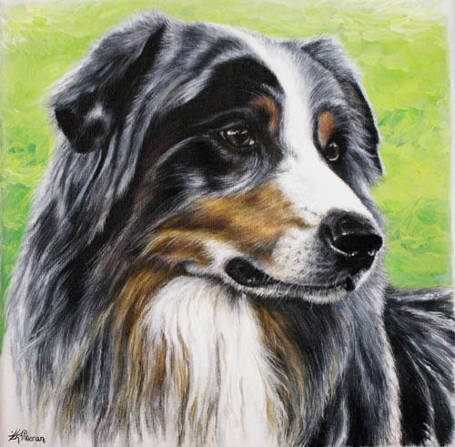 'Sky' Aussie Shepherd