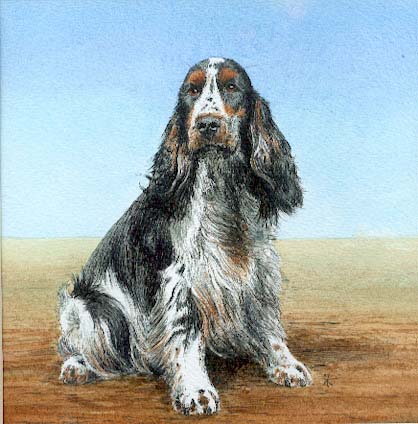 Cocker Spaniel