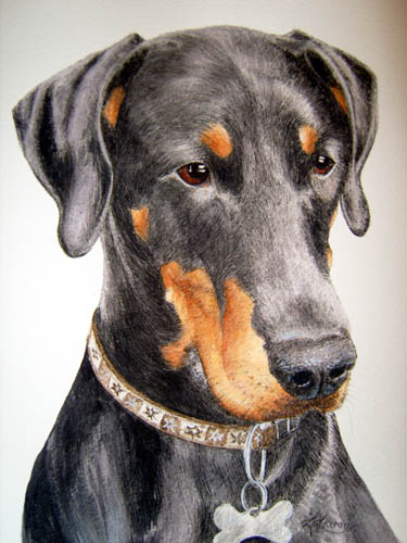 Frankie the Dobermann Pen & watercolour