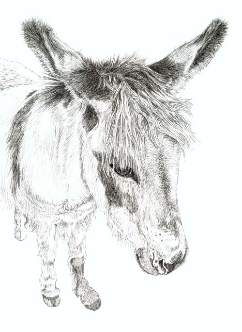 Donkey 3