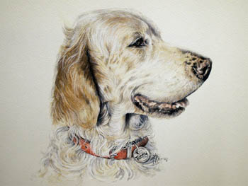 English Setter