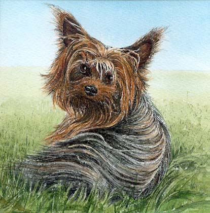 Yorkie